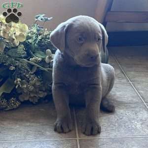 Scout, Silver Labrador Retriever Puppy