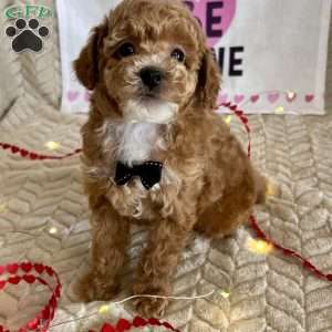 Grant, Toy Poodle Puppy