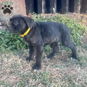 Victor, Cane Corso Puppy