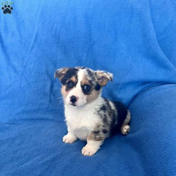 Minnie, Pembroke Welsh Corgi Puppy