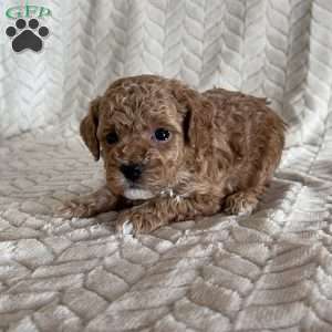 Ginger, Toy Poodle Puppy
