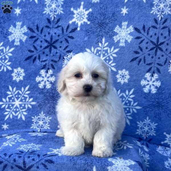 Sunny, Teddy Bear Puppy