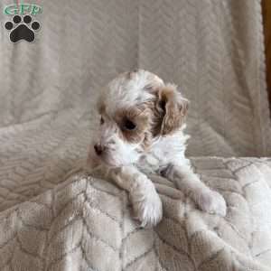 Gracie, Toy Poodle Puppy