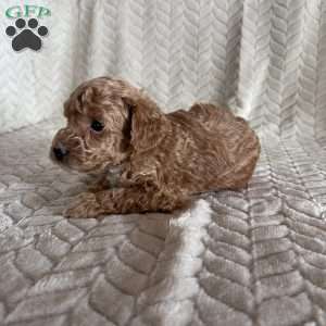 Grant, Toy Poodle Puppy