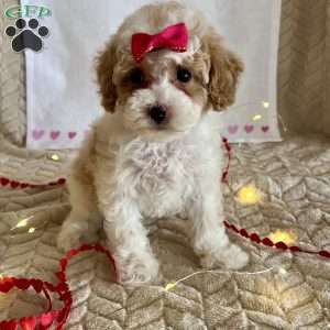 Gracie, Toy Poodle Puppy