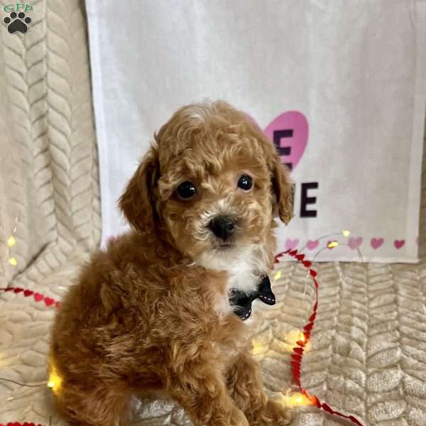 Grant, Toy Poodle Puppy