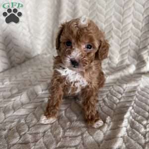 Amber, Toy Poodle Puppy