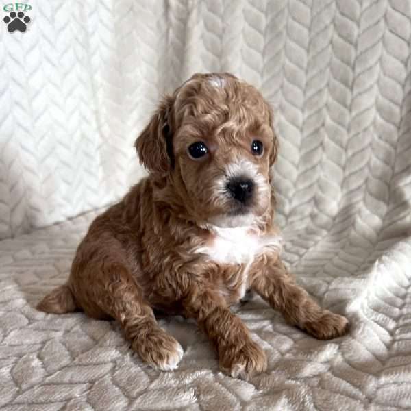 Garrett, Toy Poodle Puppy