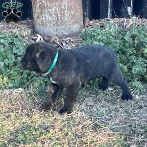 Vinnie, Cane Corso Puppy