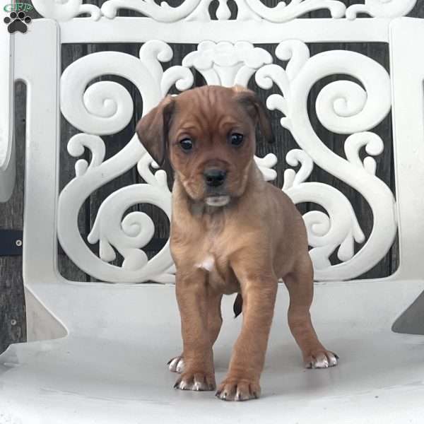 Brownie, Cavalier King Charles Spaniel Puppy