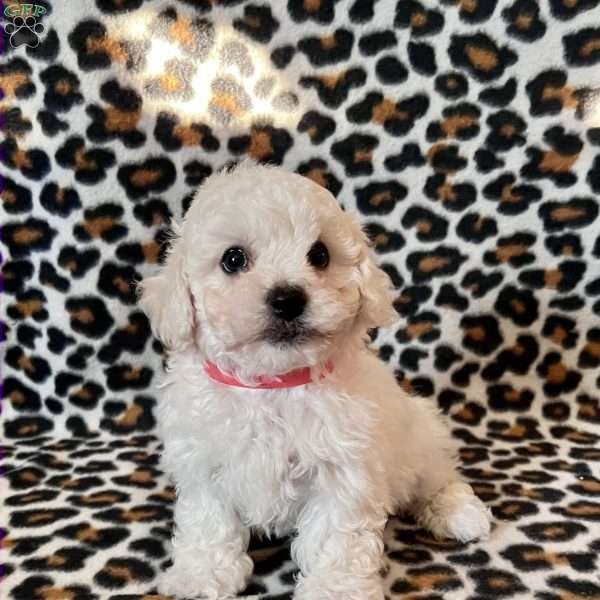 Percy, Bichon Frise Puppy