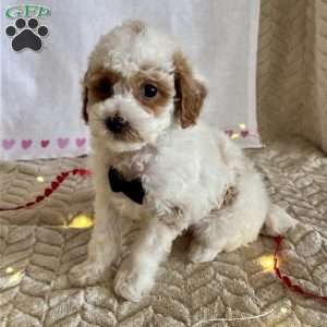 Gizmo, Toy Poodle Puppy