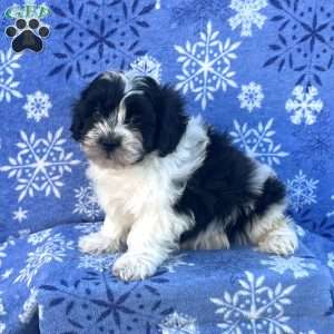 Socks, Teddy Bear Puppy