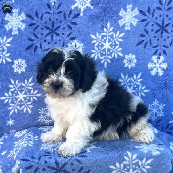 Socks, Teddy Bear Puppy