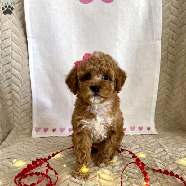 Ginger, Toy Poodle Puppy