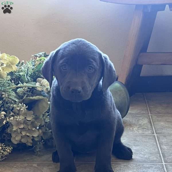 Sasha, Charcoal Labrador Retriever Puppy