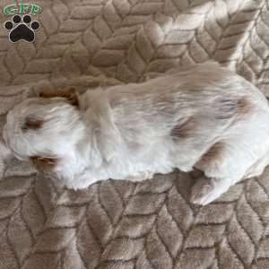 Gizmo, Toy Poodle Puppy