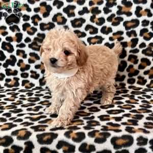 Rex, Maltipoo Puppy