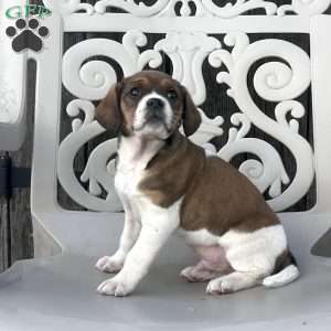 Spot, Cavalier King Charles Spaniel Puppy