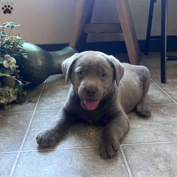 Scout, Silver Labrador Retriever Puppy