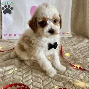 Gizmo, Toy Poodle Puppy