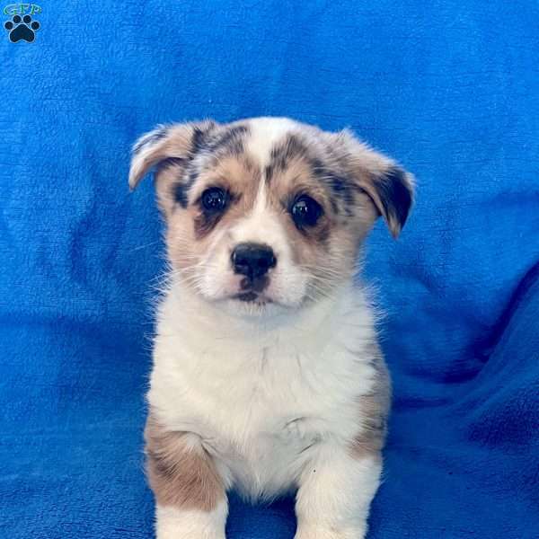 Mickey, Pembroke Welsh Corgi Puppy