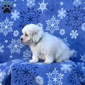 Sunny, Teddy Bear Puppy