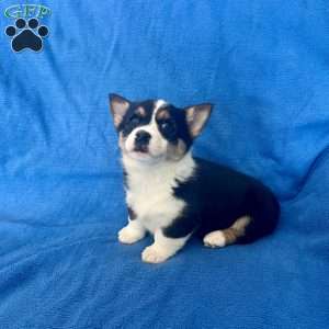 Maggie, Pembroke Welsh Corgi Puppy