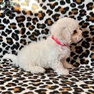 Percy, Bichon Frise Puppy