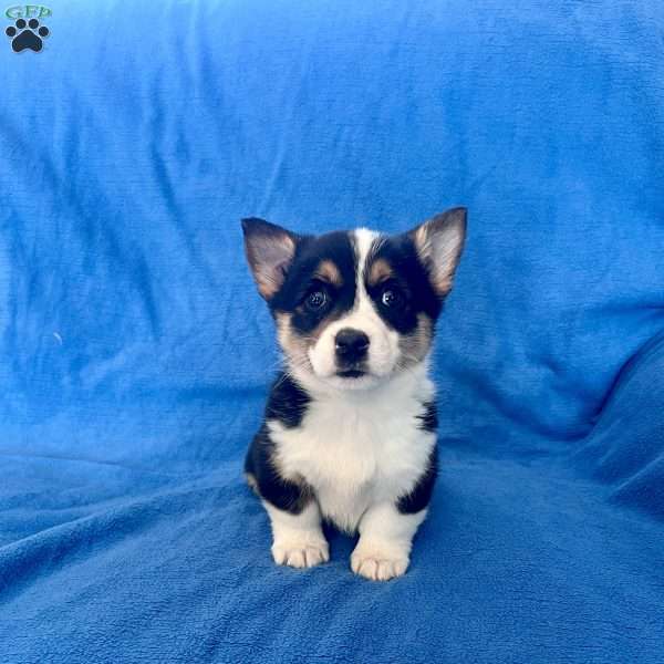 Maggie, Pembroke Welsh Corgi Puppy