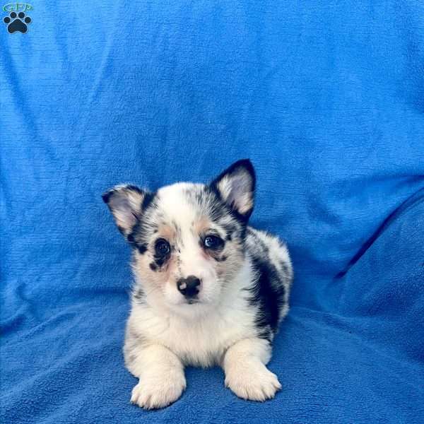 Milo, Pembroke Welsh Corgi Puppy