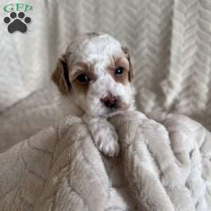 Gizmo, Toy Poodle Puppy