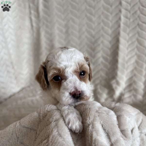 Gizmo, Toy Poodle Puppy