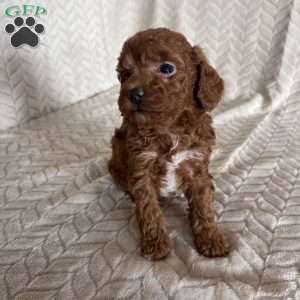 Allie, Toy Poodle Puppy