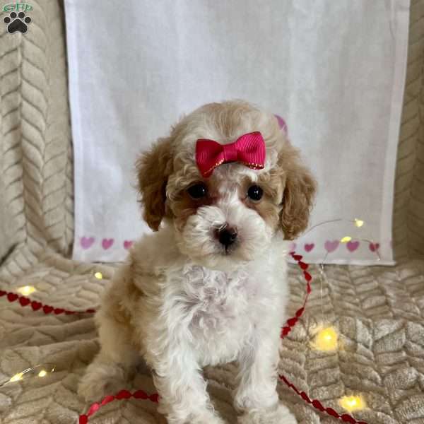 Gracie, Toy Poodle Puppy