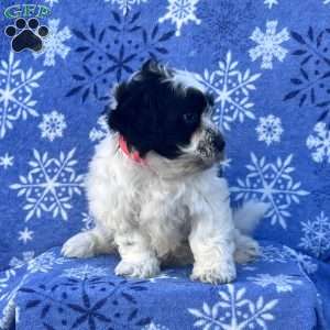 Sully, Teddy Bear Puppy