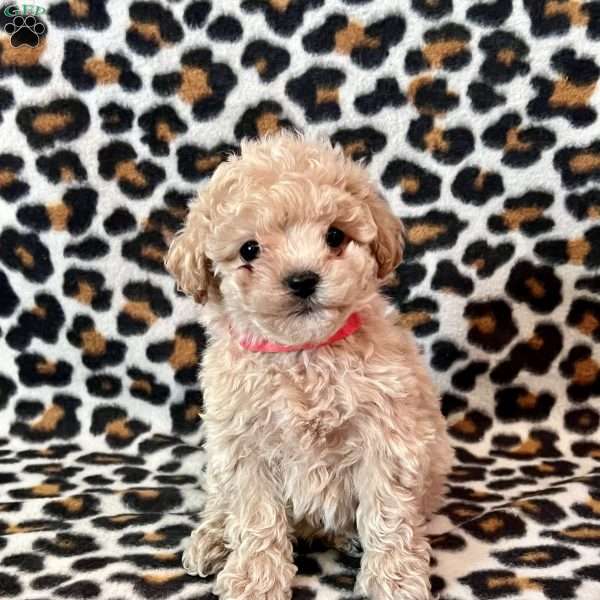 Remy, Maltipoo Puppy