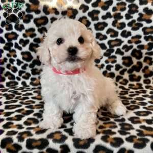 Percy, Bichon Frise Puppy