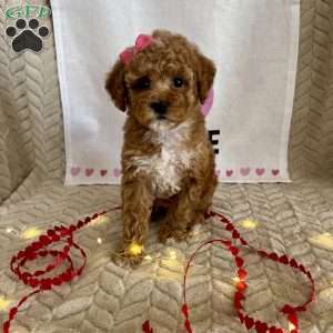 Ginger, Toy Poodle Puppy