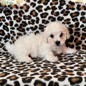 Percy, Bichon Frise Puppy