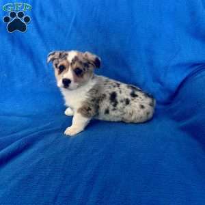 Mickey, Pembroke Welsh Corgi Puppy