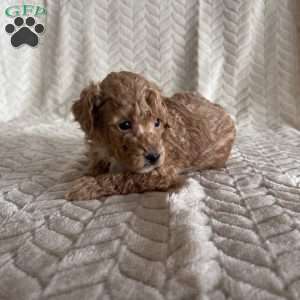 Grant, Toy Poodle Puppy