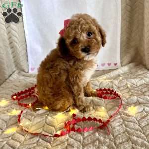 Ginger, Toy Poodle Puppy