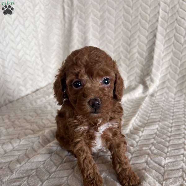 Allie, Toy Poodle Puppy