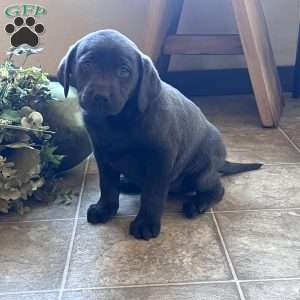 Sasha, Charcoal Labrador Retriever Puppy