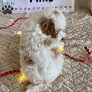 Gizmo, Toy Poodle Puppy