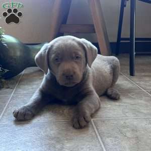 Scout, Silver Labrador Retriever Puppy