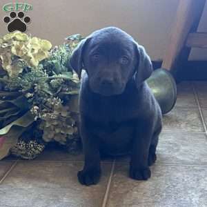Sasha, Charcoal Labrador Retriever Puppy