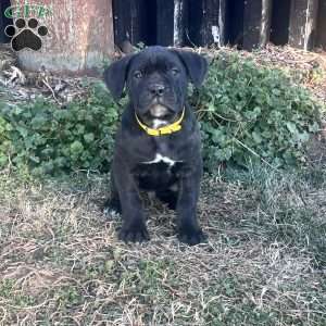 Victor, Cane Corso Puppy