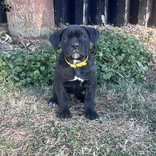 Victor, Cane Corso Puppy